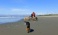 Mit den Hunden am Strand